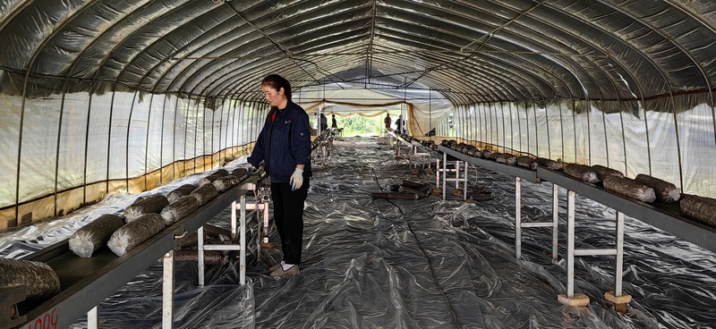 香菇菌棒生產忙。