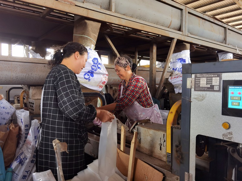 香菇菌棒生產忙。