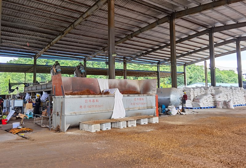 香菇菌棒生產忙。