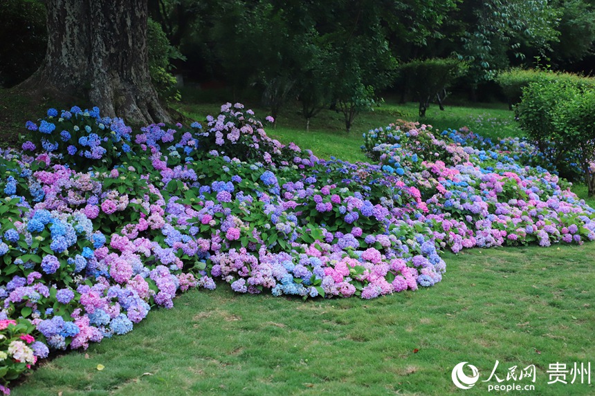 河濱公園內(nèi)綻放的繡球花。人民網(wǎng) 顧蘭云攝