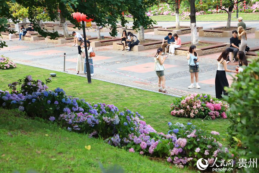 河濱公園內綻放的繡球花吸引市民拍照打卡。人民網 顧蘭云攝
