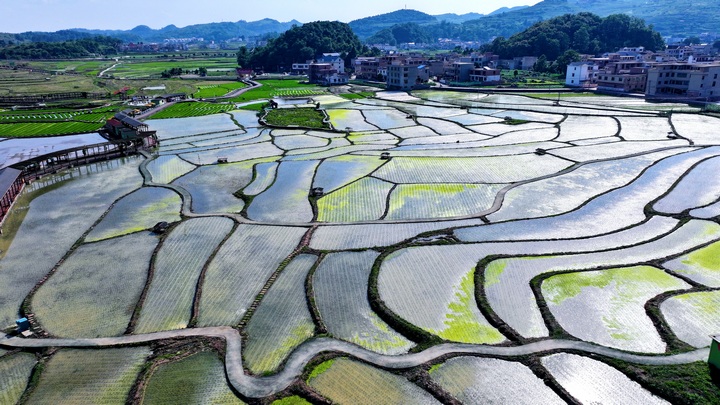 昊禹?稻花鄉里。