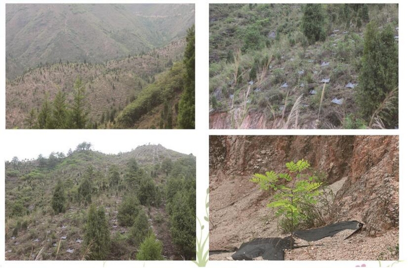 4黃平縣巖門司村退化林修復項目實施后。