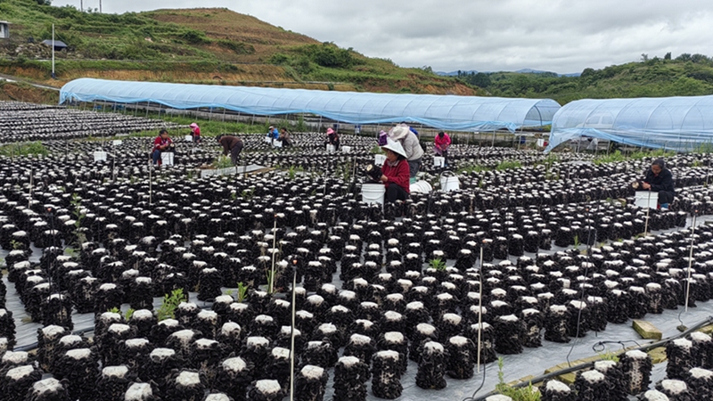近日，修文縣久長街道清江村黑木耳的采摘時(shí)節(jié) 修文縣融媒體中心陶群 攝