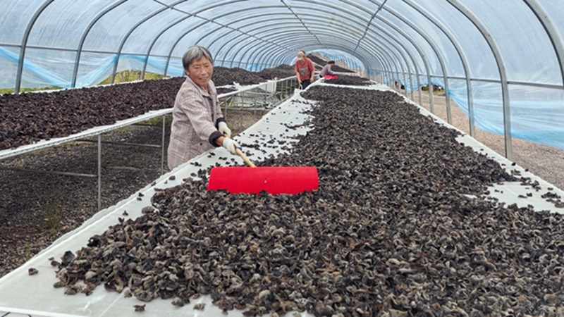 工人正在把木耳翻來翻去曬干 修文縣融媒體中心陶群 攝