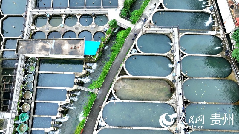 2、航拍貴州省水產研究所鱘魚養殖試驗示范基地。人民網 陽茜攝