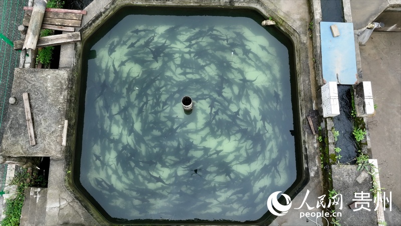3、航拍貴州省水產研究所鱘魚養殖試驗示范基地。人民網 陽茜攝