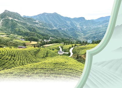 貴州沿河縣中寨鎮志強村“白葉一號”茶園。本報記者 程 煥攝