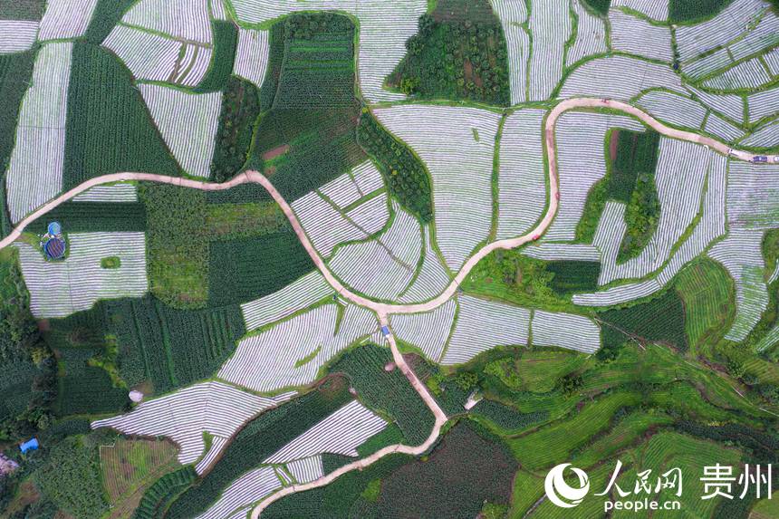 航拍貴州省畢節市大方縣對江鎮石桅村“大方皺椒”種植基地。人民網記者 涂敏攝