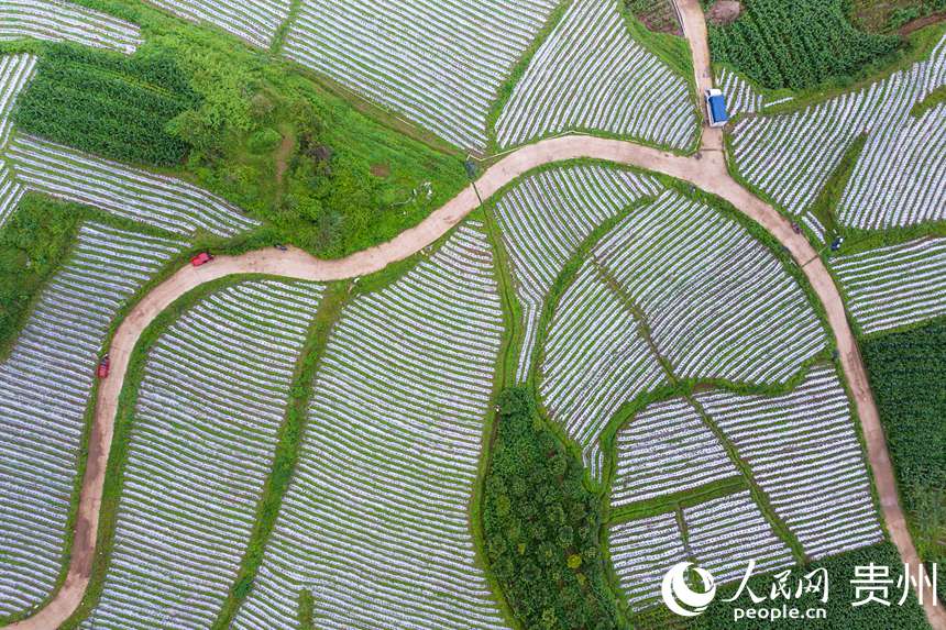 航拍貴州省畢節(jié)市大方縣對江鎮(zhèn)石桅村“大方皺椒”種植基地。人民網(wǎng)記者 涂敏攝