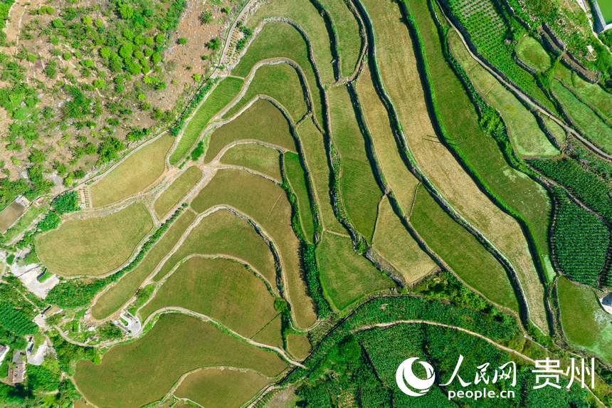 航拍貴州省畢節市七星關區生機鎮高流村農田。人民網記者 涂敏攝
