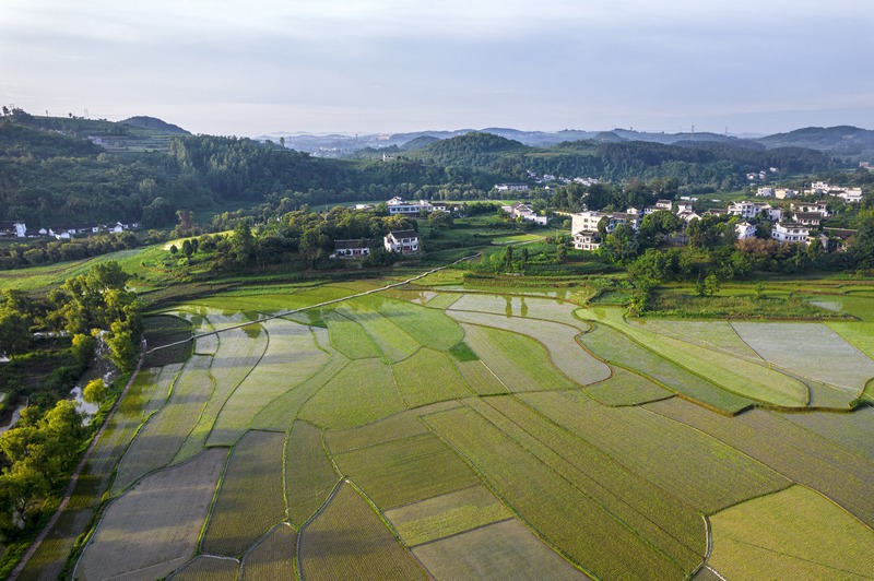 貴州黔西：仲夏田園美如畫。