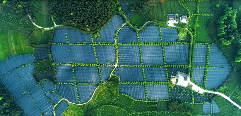 抹茶全產(chǎn)業(yè)鏈發(fā)展助力鄉(xiāng)村振興。