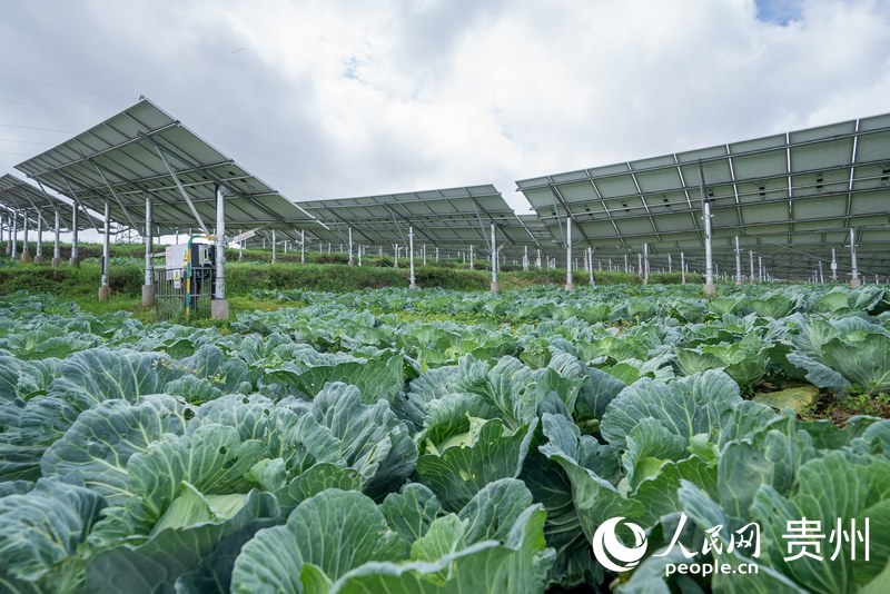 光伏板下,長勢喜人的農作物。人民網記者 涂敏攝