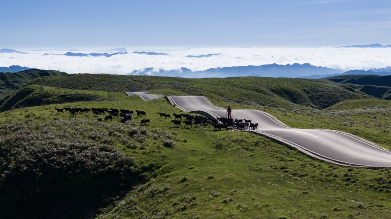 7月2日，牲畜在貴州省畢節(jié)市赫章縣阿西里西大草原上覓食。