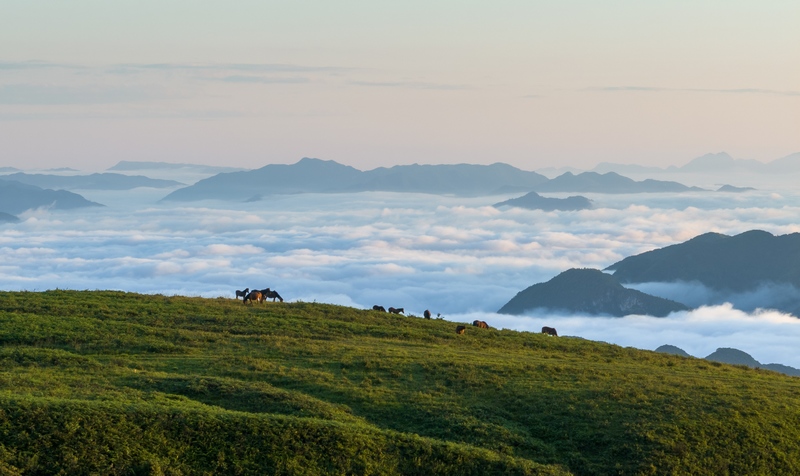 7月2日，牲畜在貴州省畢節市赫章縣阿西里西大草原上覓食。