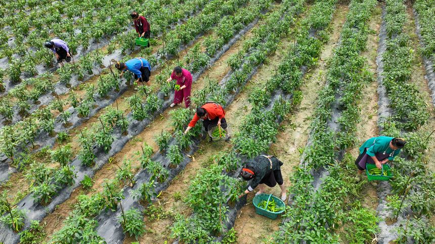 采摘青辣椒。