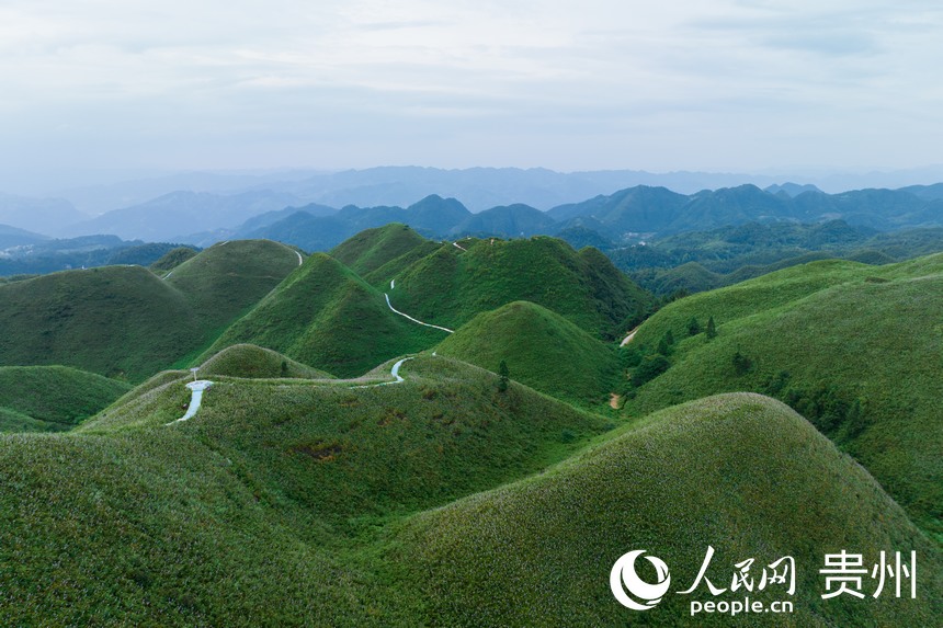航拍金沙縣玉簪花云海景區。人民網記者 涂敏攝