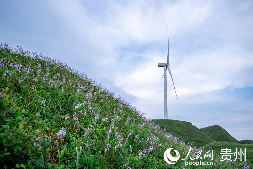盛開的野生玉簪花。人民網記者 涂敏攝