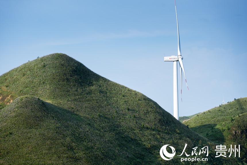散落在山坡上的玉簪花。人民網(wǎng)記者 涂敏攝