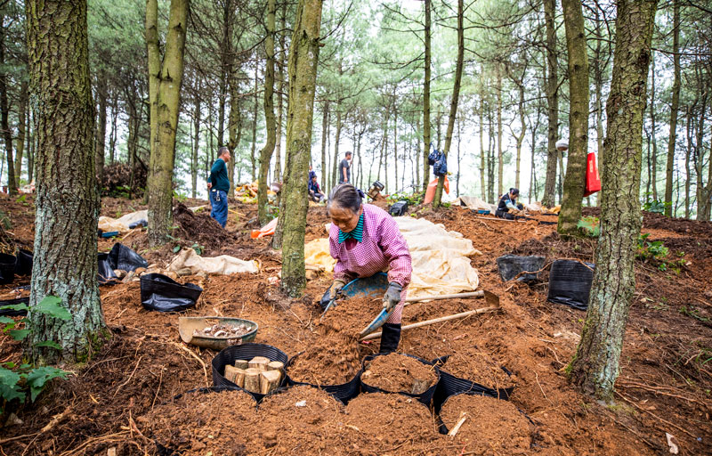 村民天麻基地為培柴覆土。李學友攝