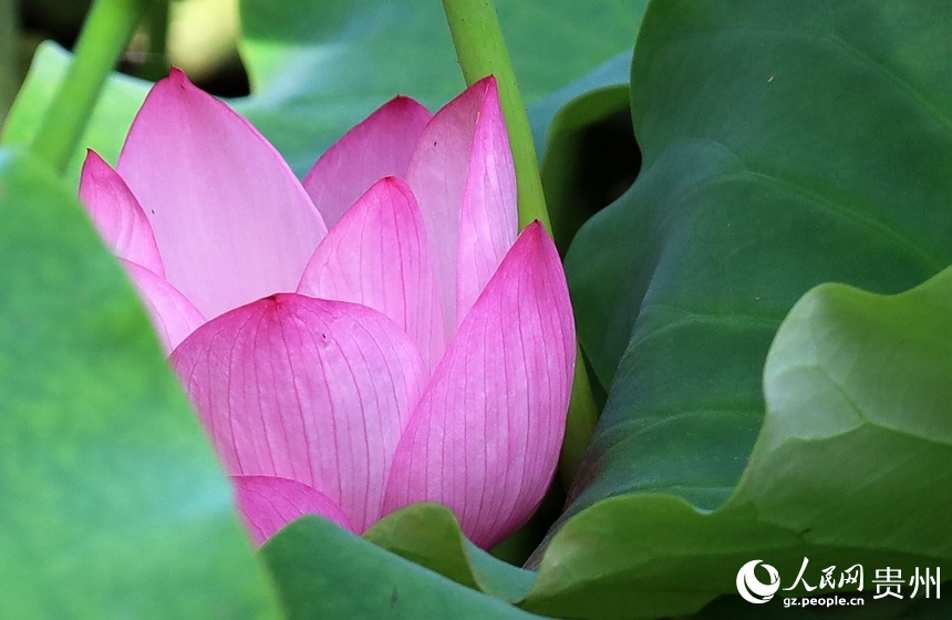 掩藏在荷葉中的荷花。人民網(wǎng) 潘佳倩攝