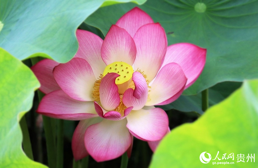 羞澀的“荷花仙子”。人民網(wǎng) 潘佳倩攝 