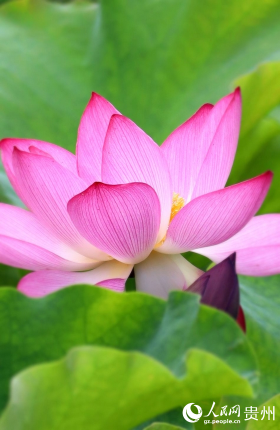 花溪十里河灘國家濕地公園內(nèi)的“水中仙”。人民網(wǎng) 潘佳倩攝