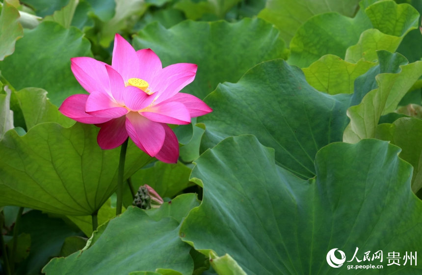 夏天的驚艷與溫柔，都是荷花帶來的。人民網 潘佳倩攝