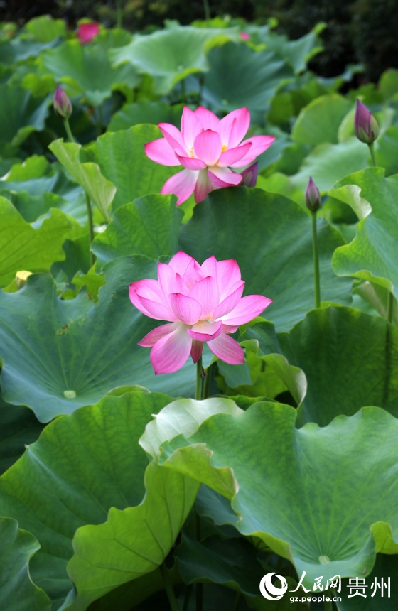 夏日炎炎，唯有荷花的清香給人內(nèi)心的寧靜。人民網(wǎng) 潘佳倩攝