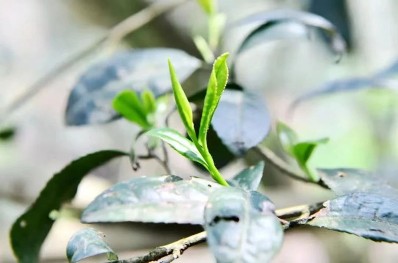 香爐山云霧茶。