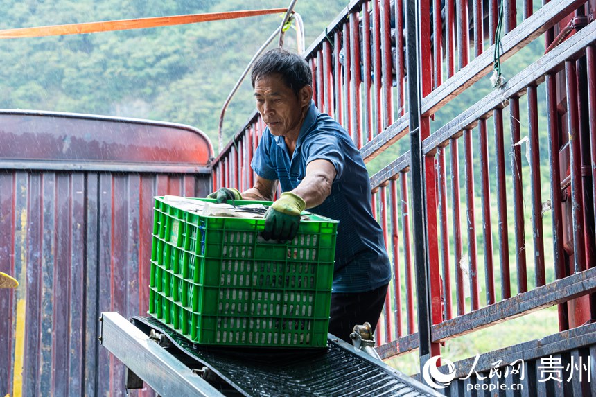 菜農(nóng)正在將絲瓜裝車。人民網(wǎng) 陽茜