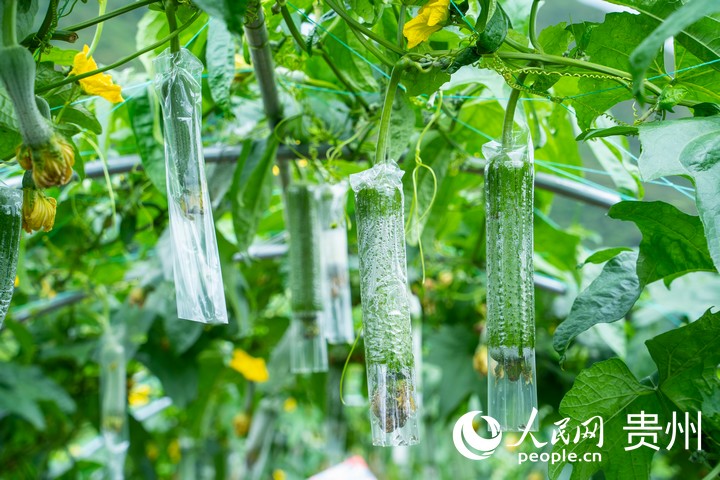 甲樹村蔬菜種植基地內，絲瓜長勢喜人。人民網 陽茜