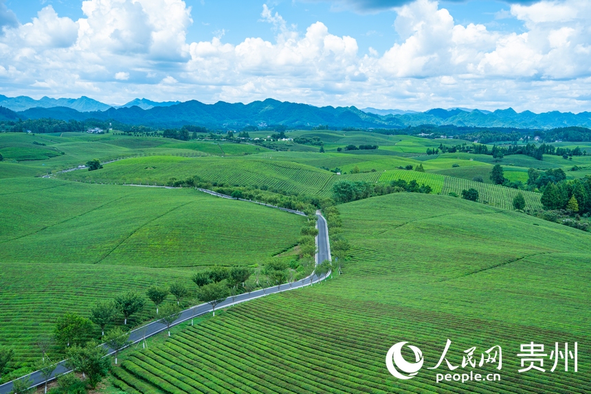 俯瞰萬畝茶海。人民網 陽茜攝