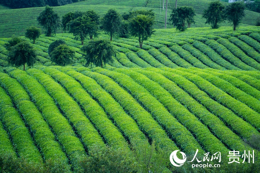 一排排碧綠色的茶樹整齊排列。人民網(wǎng) 陽(yáng)茜攝