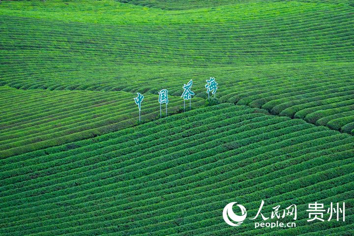 萬畝茶海一隅。人民網 陽茜攝
