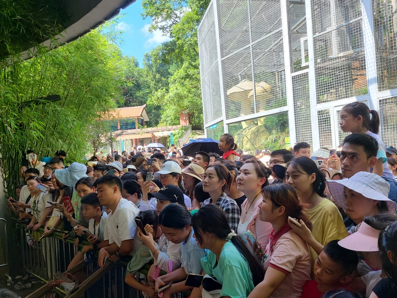 游客紛紛前來圍觀“小老費”。楊天燕 攝