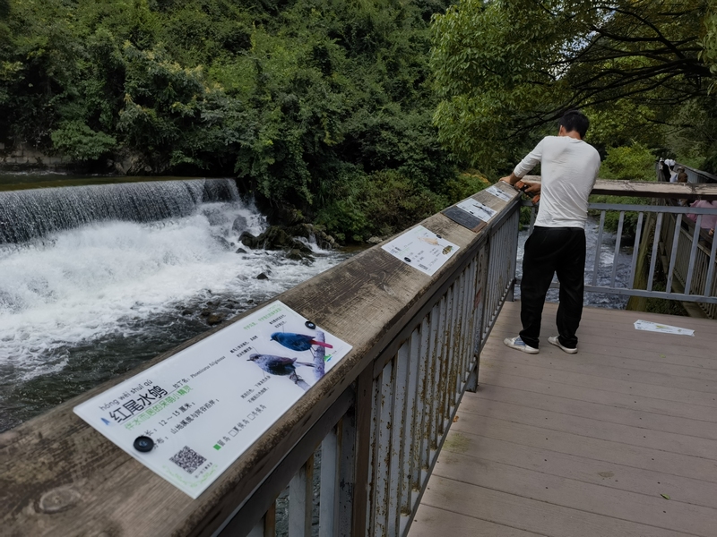 貴陽阿哈湖國家濕地公園的動植物有了“身份卡” 。張海波拍攝 (10)