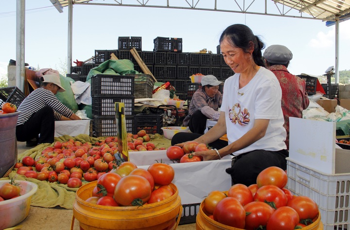 務工群眾在把剛采收的西紅柿打包裝箱。