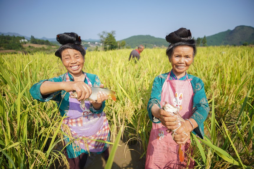 9月5日，村民在貴州省丹寨縣龍泉鎮(zhèn)卡拉村展示稻田魚。
