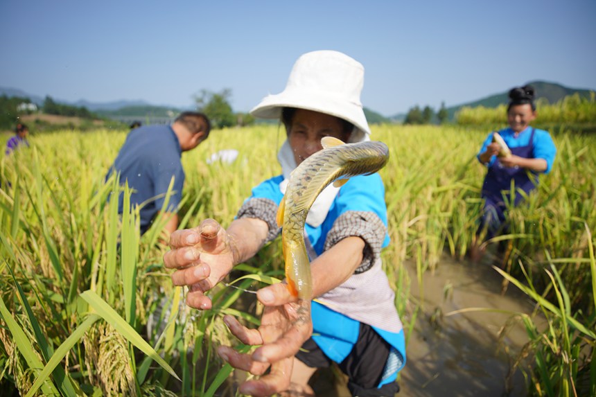 9月5日，村民在貴州省丹寨縣龍泉鎮卡拉村抓稻田魚。