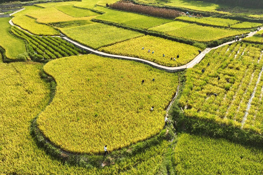 9月5日，村民在貴州省丹寨縣龍泉鎮卡拉村抓稻田魚。
