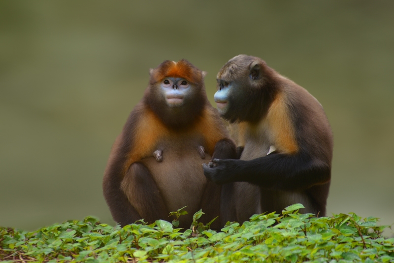 2 黔金絲猴。陳東升 攝 