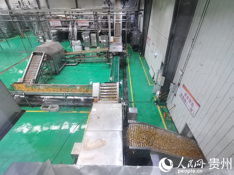 生產車間內,正在加工刺梨產品。人民網 黃小桃攝