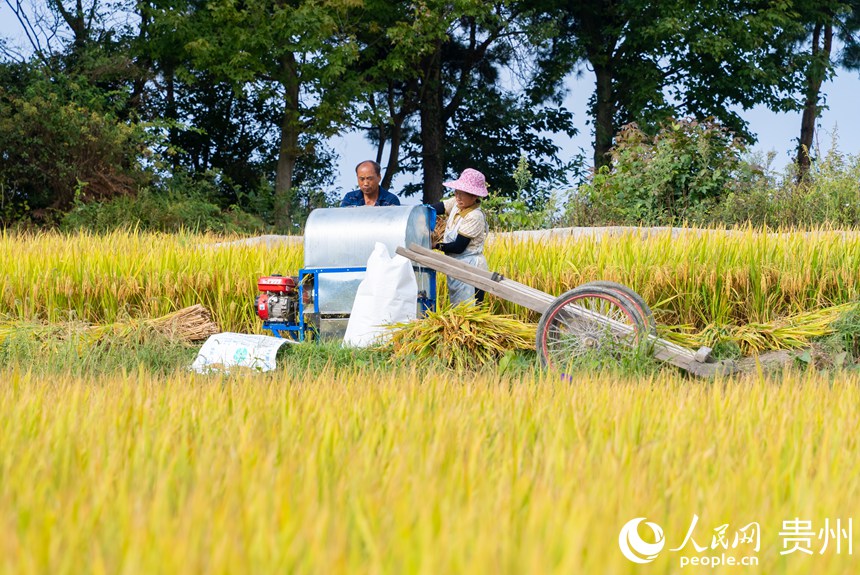 村民為收割的稻谷脫粒。人民網(wǎng)記者 涂敏攝