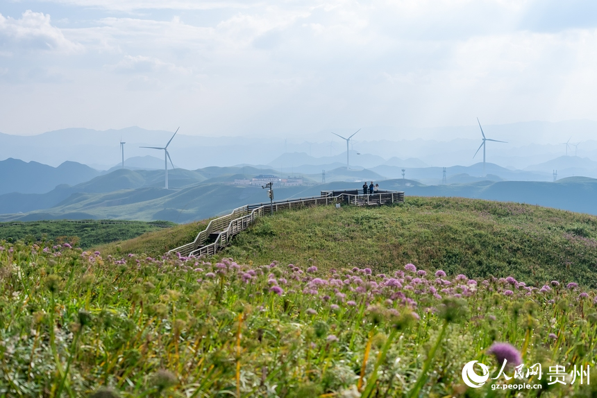 韭菜坪景區盛開的韭菜花。人民網 涂敏攝