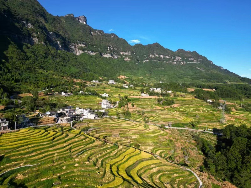 桐梓縣稻谷豐收啦！蹇廣宏攝