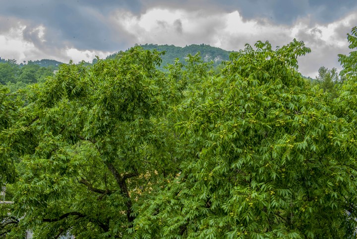 赫章朱明鎮百年掛果核桃。李學友攝