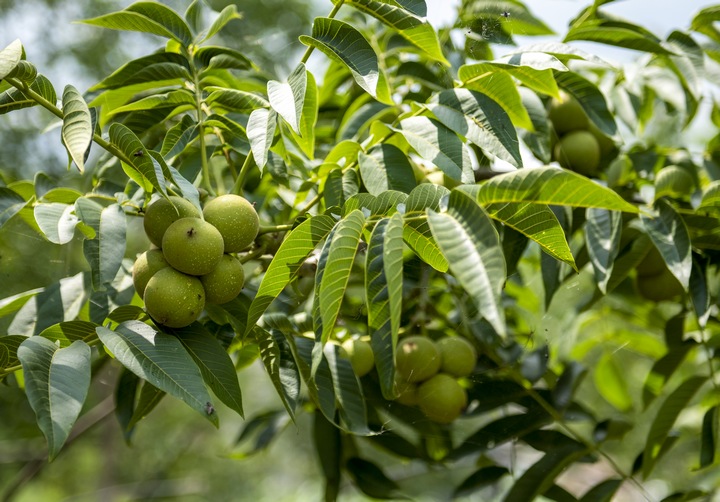 赫章嫁接兩年的掛果核桃。李學友攝