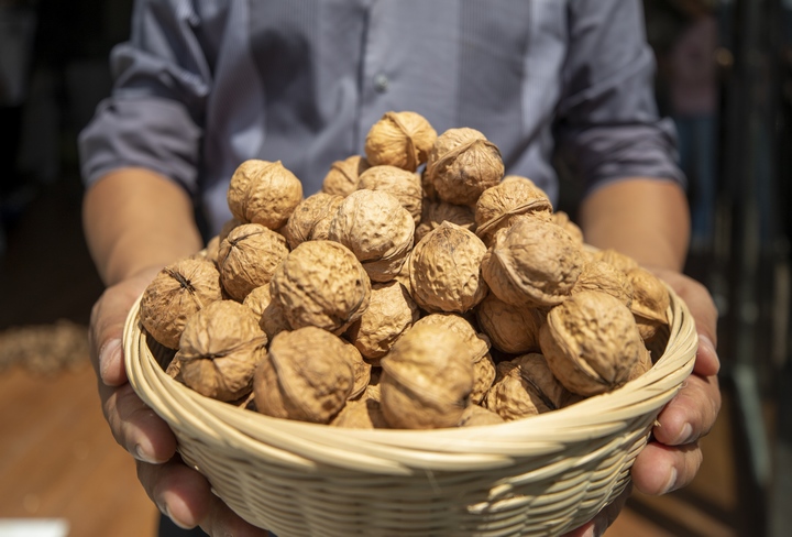 赫章朱明鎮村民展示采收的黔核7號核桃。李學友攝